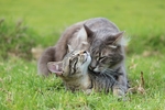 动物 宠物 狗 猫 生物世界