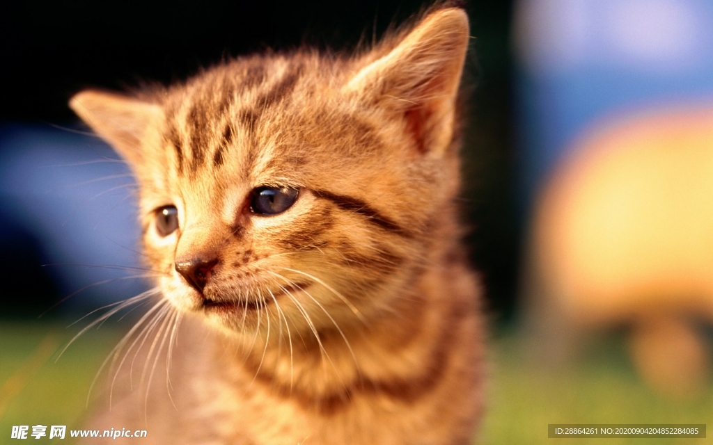 动物 宠物 狗 猫 生物世界