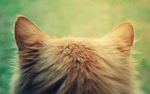 动物 宠物 狗 猫 生物世界