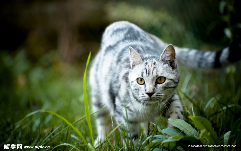 动物 宠物 狗 猫 生物世界
