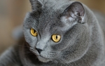 动物 宠物 狗 猫 生物世界