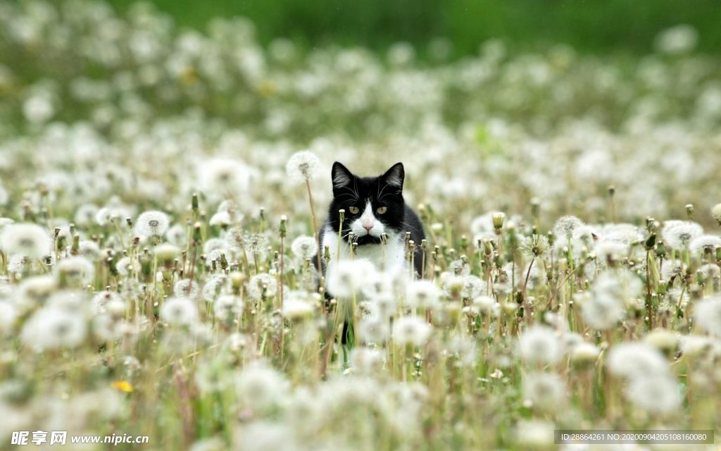 动物 宠物 狗 猫 生物世界