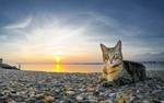 动物 宠物 狗 猫 生物世界