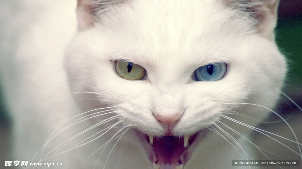 动物 宠物 狗 猫 生物世界