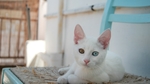 动物 宠物 狗 猫 生物世界