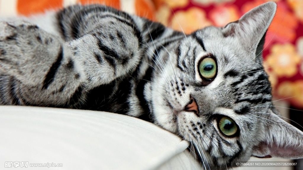 动物 宠物 狗 猫 生物世界