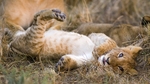 动物 宠物 狗 猫 生物世界