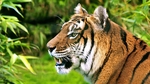 动物 宠物 狗 猫 生物世界