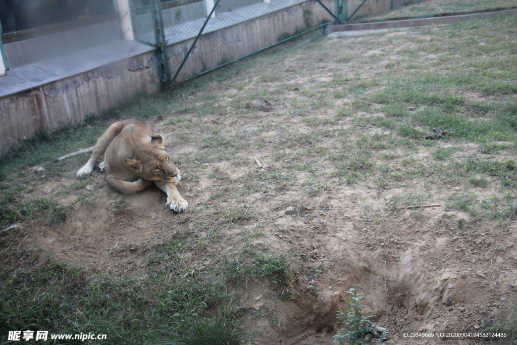 近距离拍摄母狮