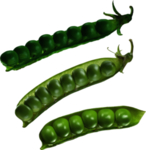豌豆