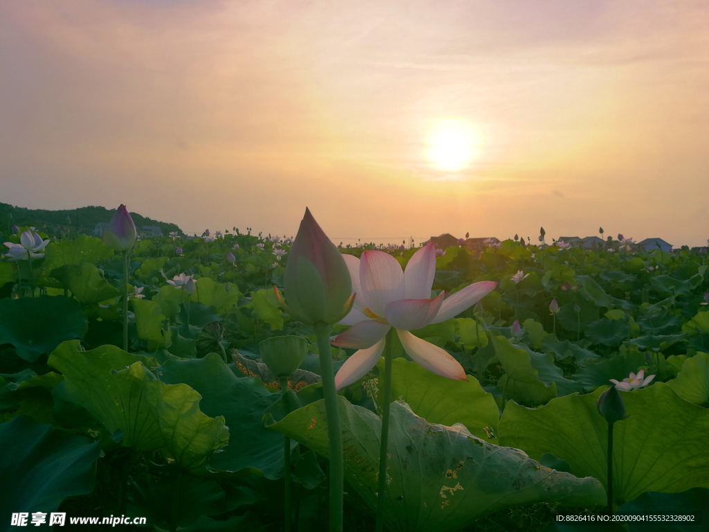 夕阳荷花