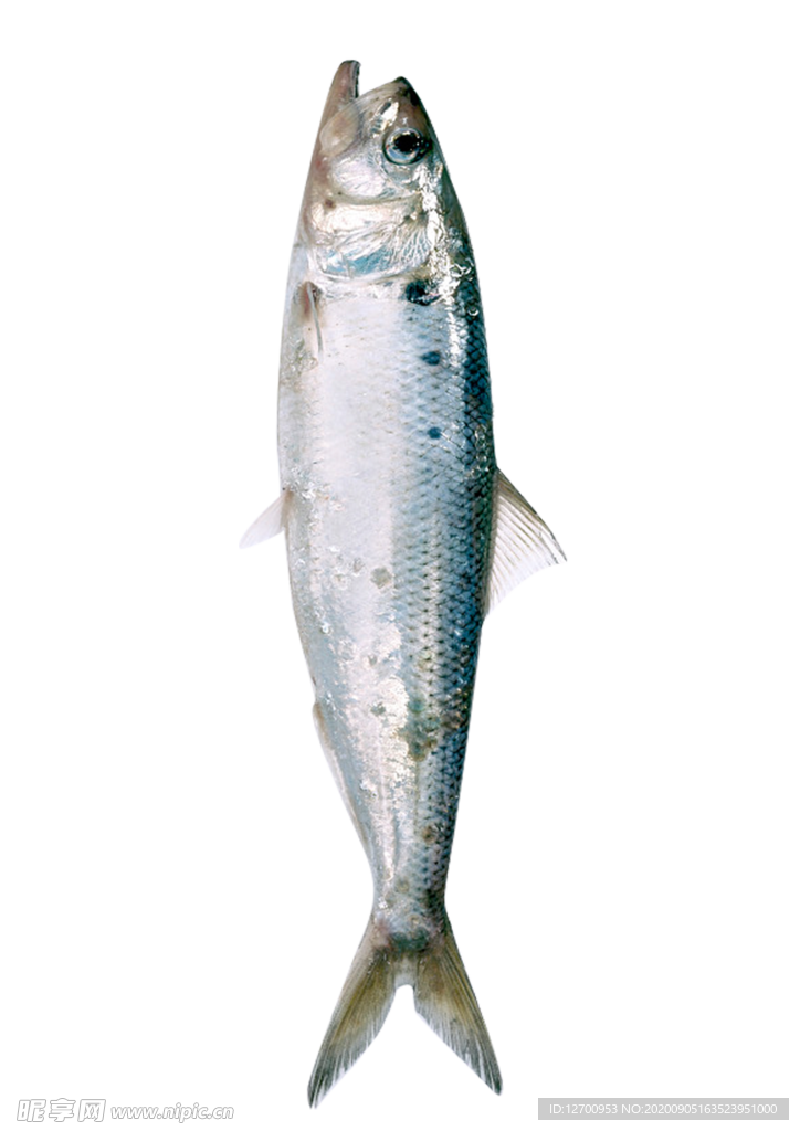 鱼