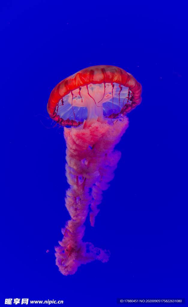 水母