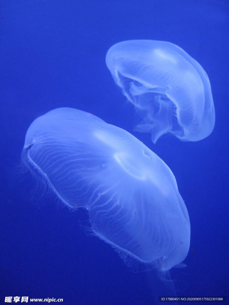 水母