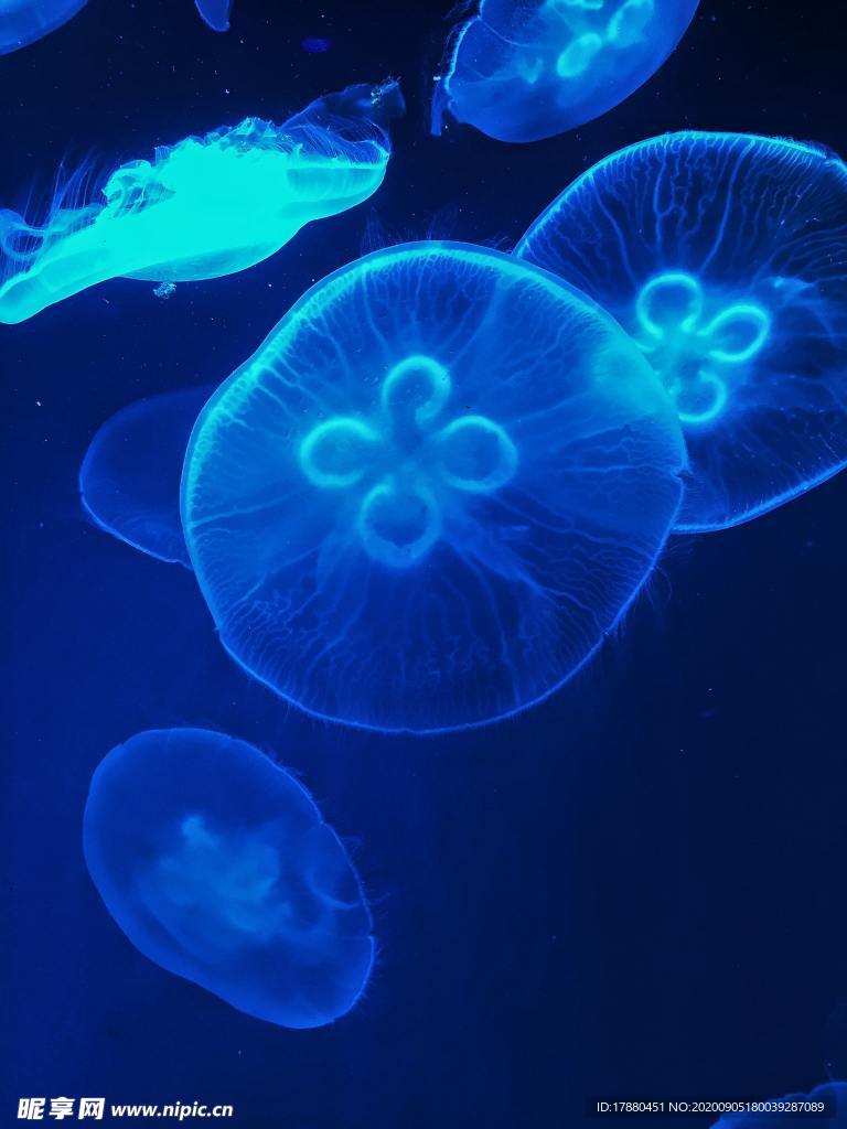 水母