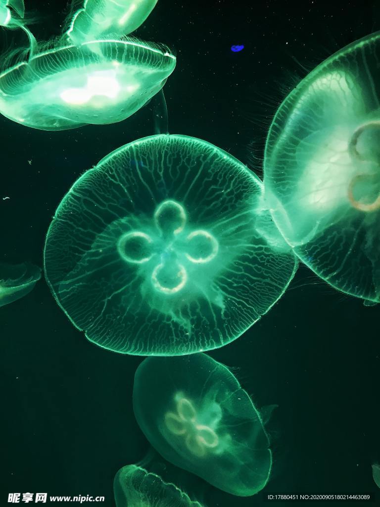 水母