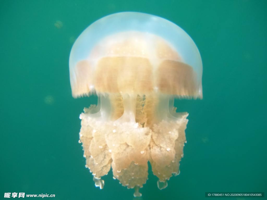 水母