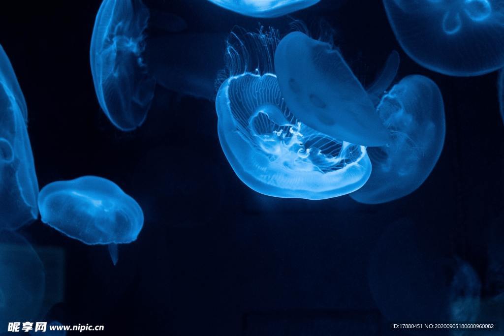 水母
