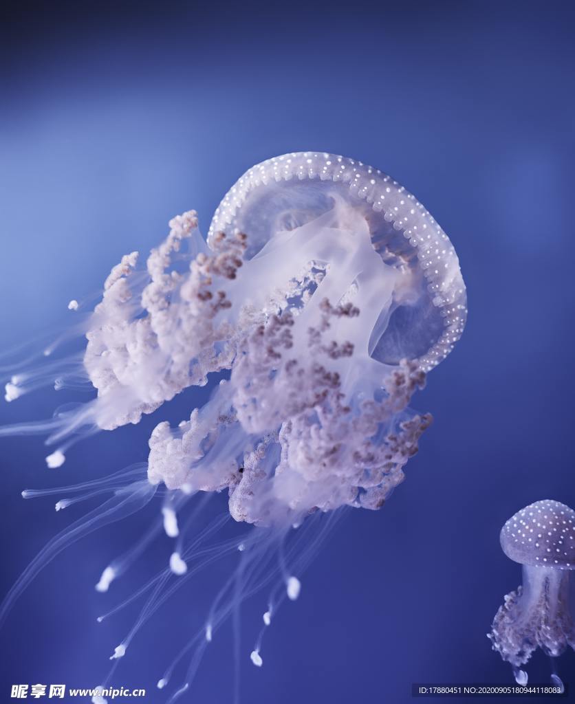 水母