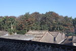 橡胶林