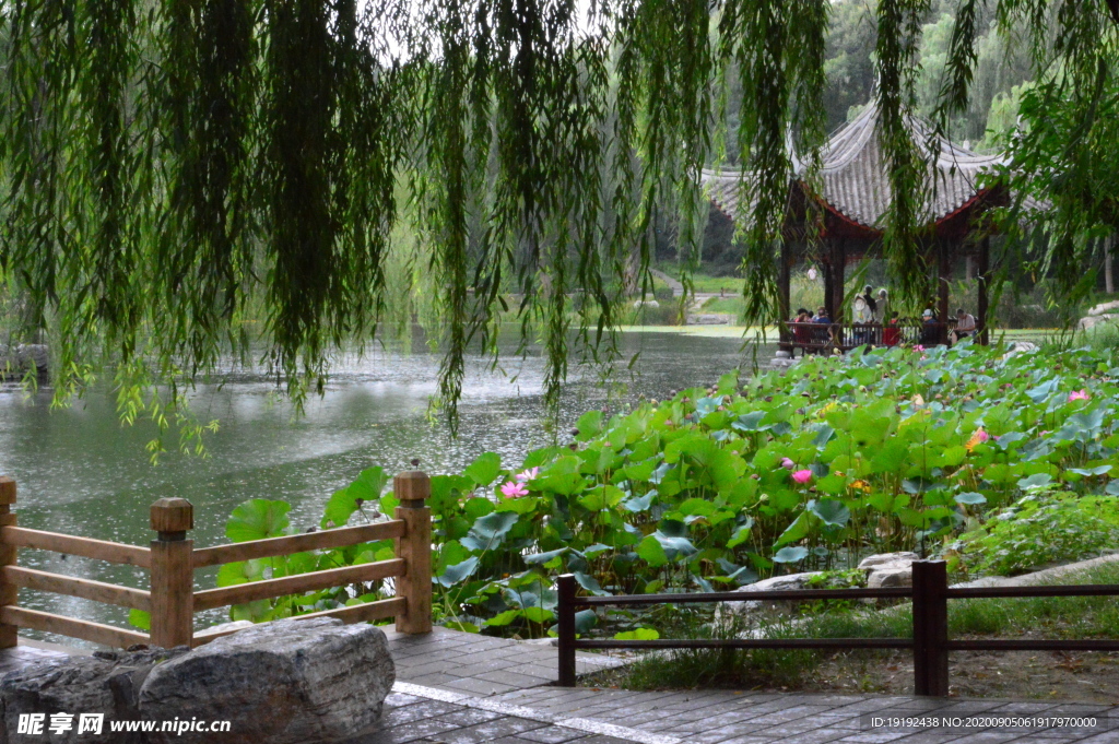 荷塘风景