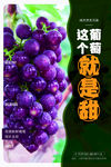 葡萄海报