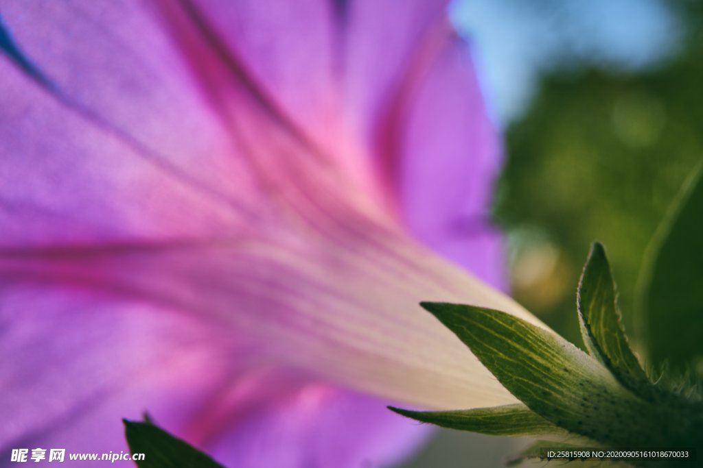 牵牛花