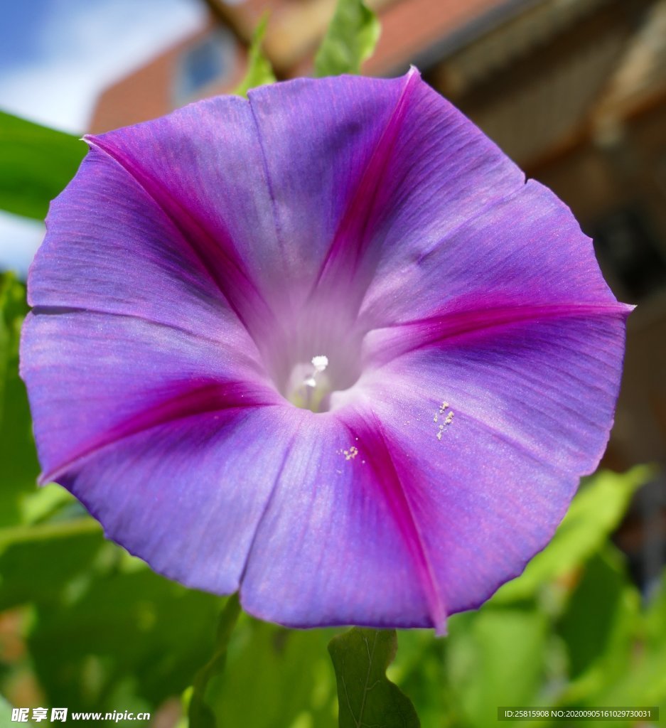牵牛花