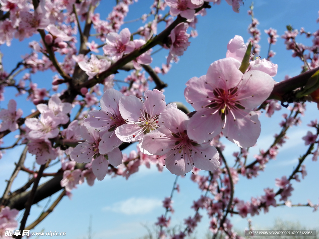 桃花