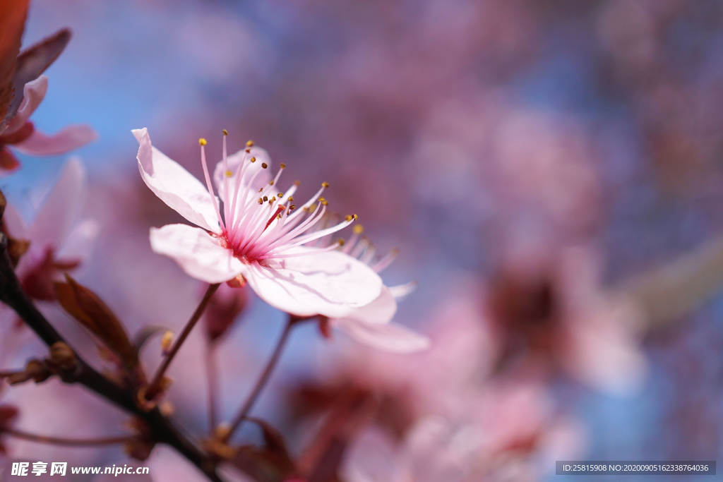 桃花