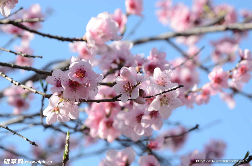 桃花