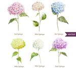 水彩绣球花