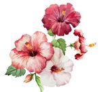 水彩芙蓉花
