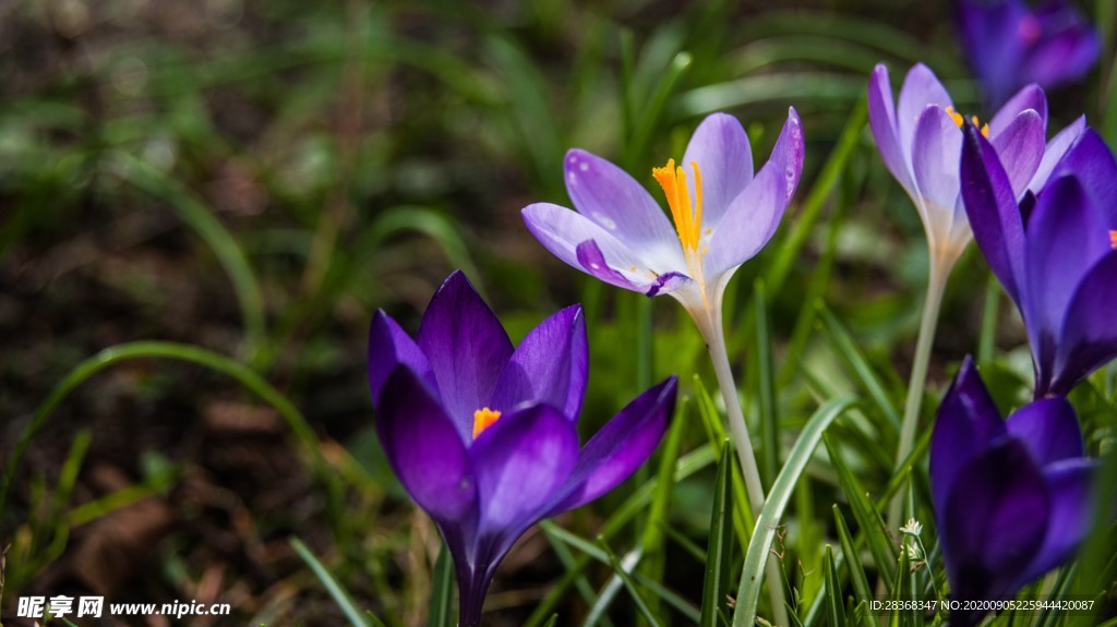 番红花