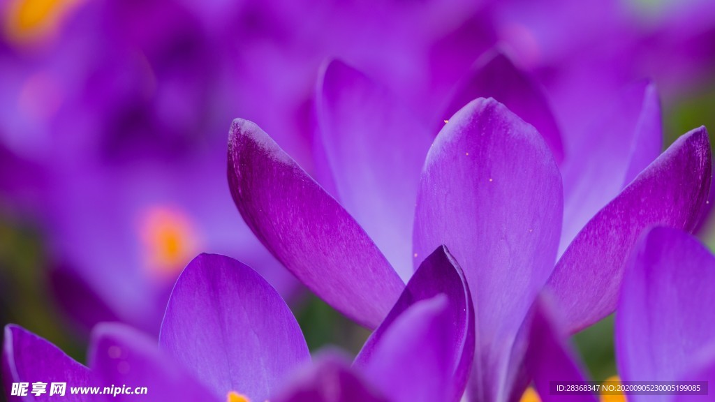 番红花