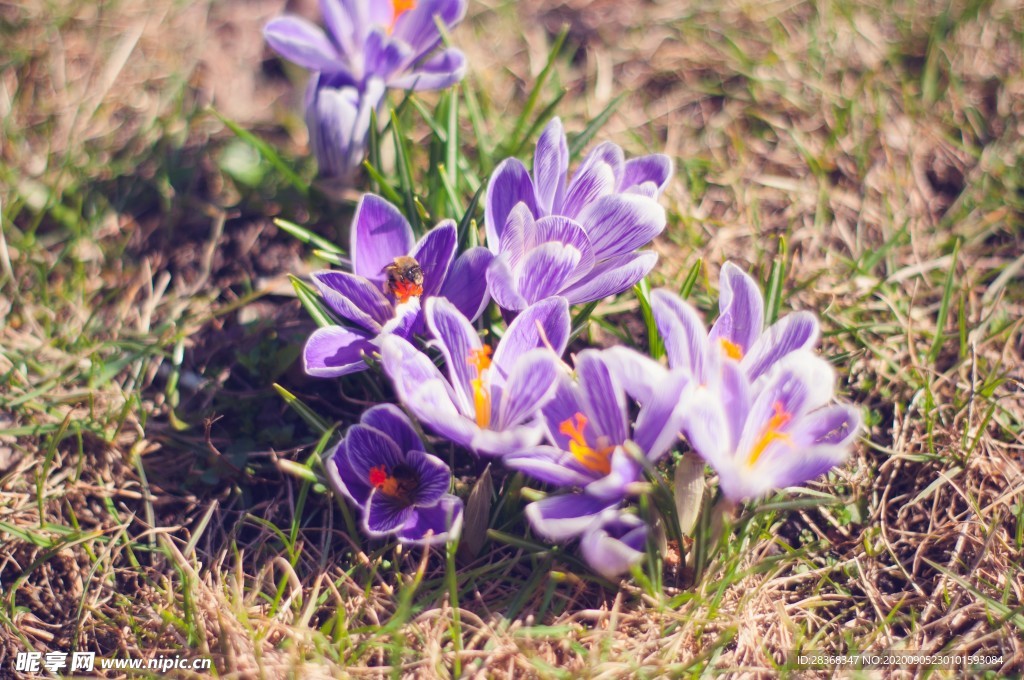 番红花