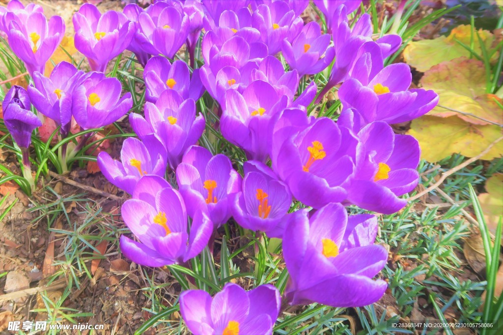 番红花