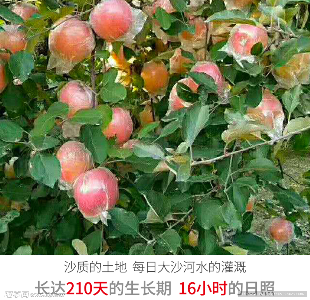 丰县大沙河畔的红富士苹果成熟了- 丰县论坛