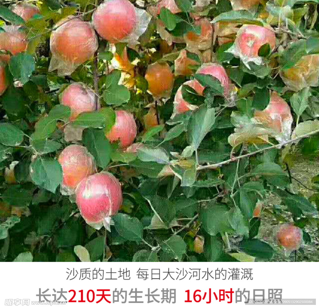 丰县 丑 苹果  大沙河 丑苹
