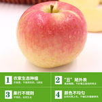 丰县 丑 苹果  大沙河 丑苹