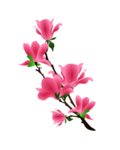 梅花素材