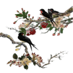 梅花素材