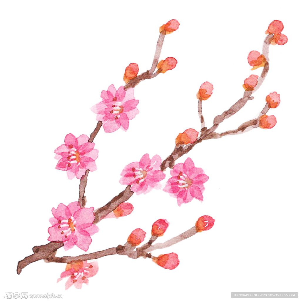 梅花素材