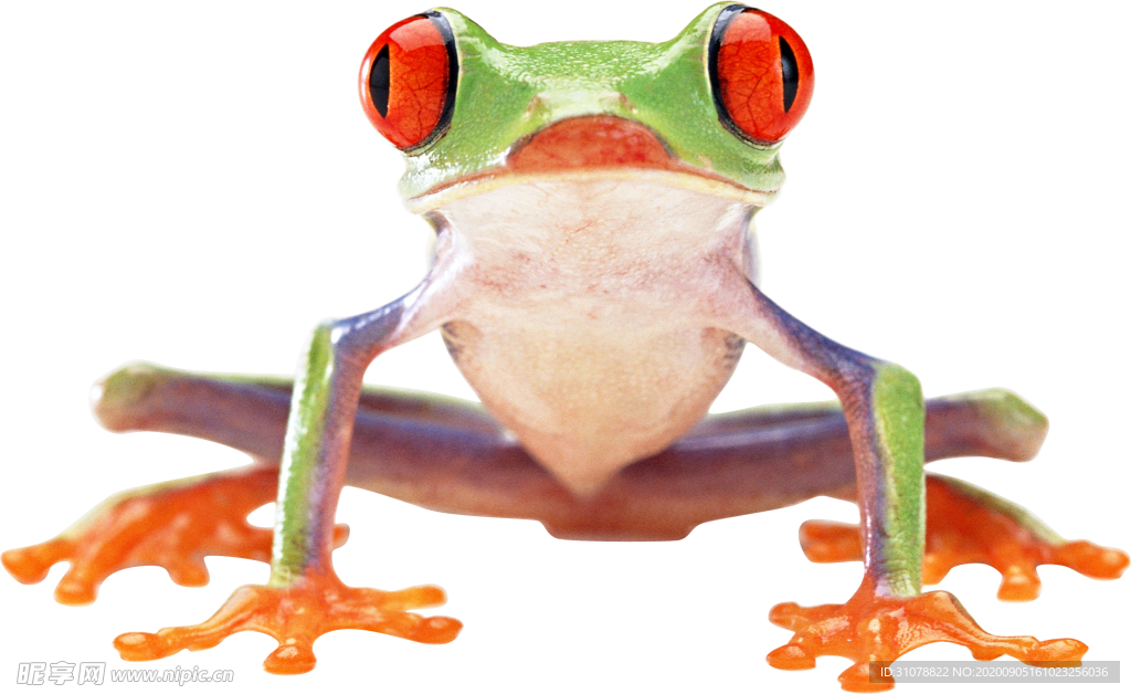 动物蛙类图谱