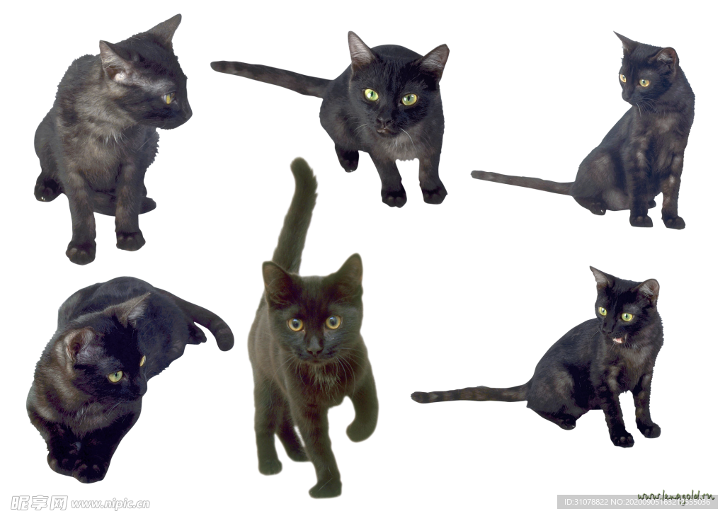 可爱动物猫咪