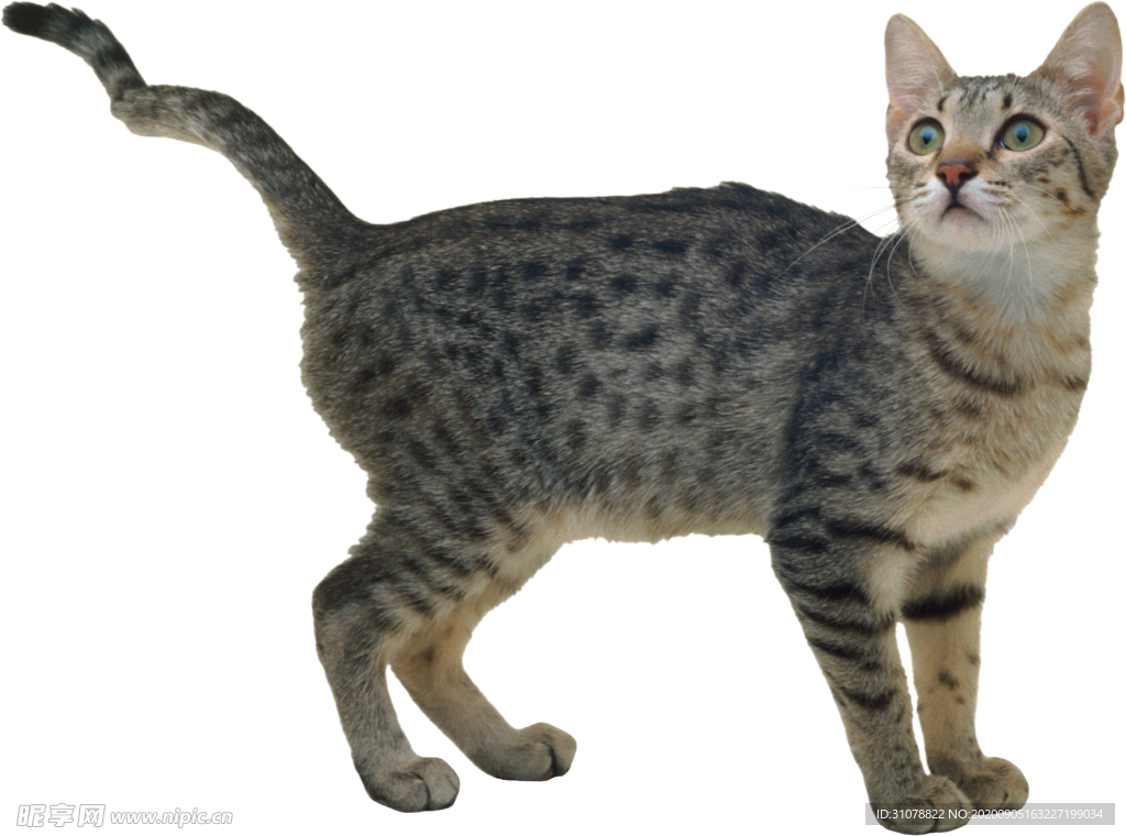 可爱动物猫咪