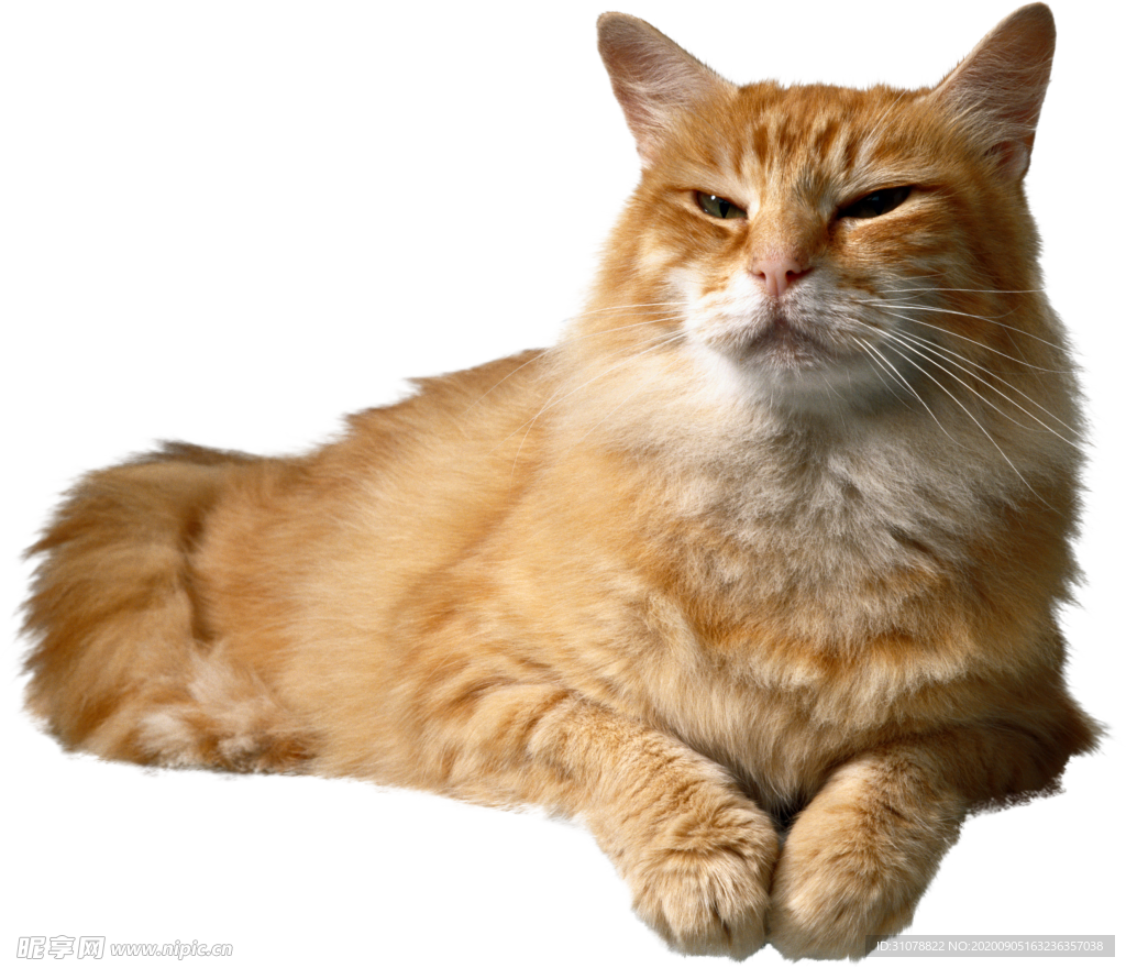 可爱动物猫咪