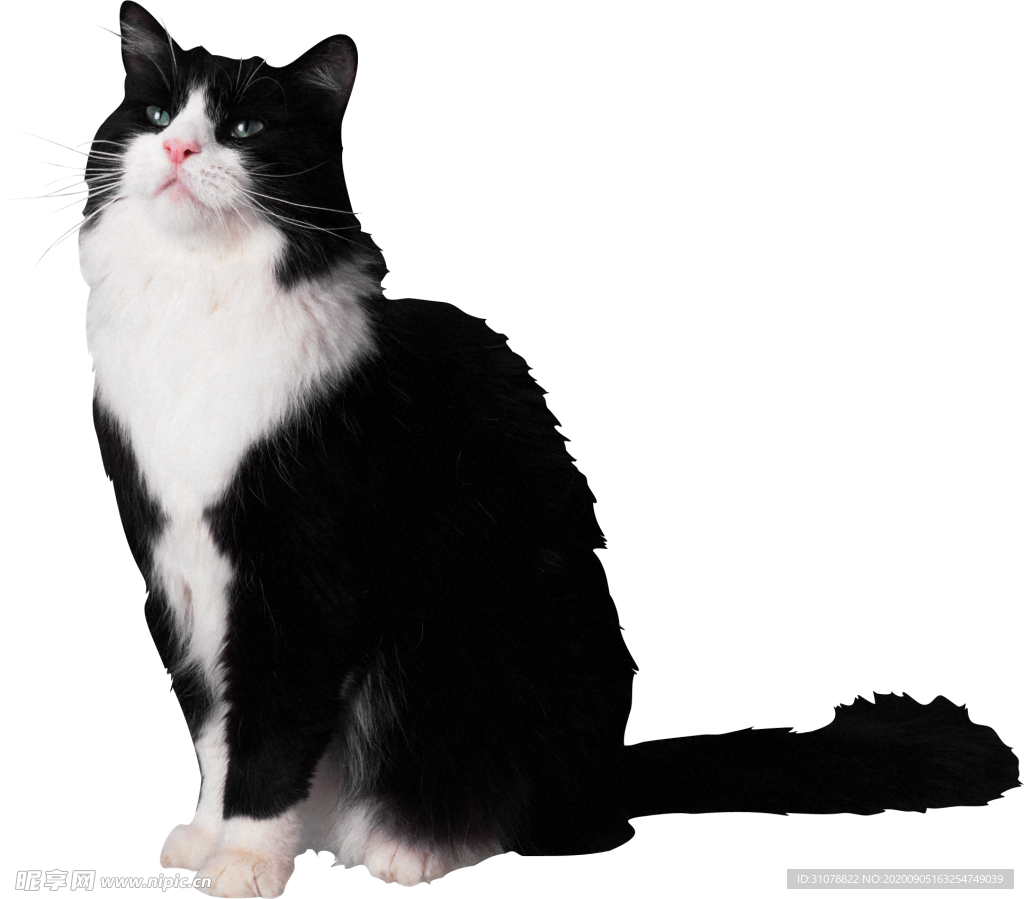 可爱动物猫咪