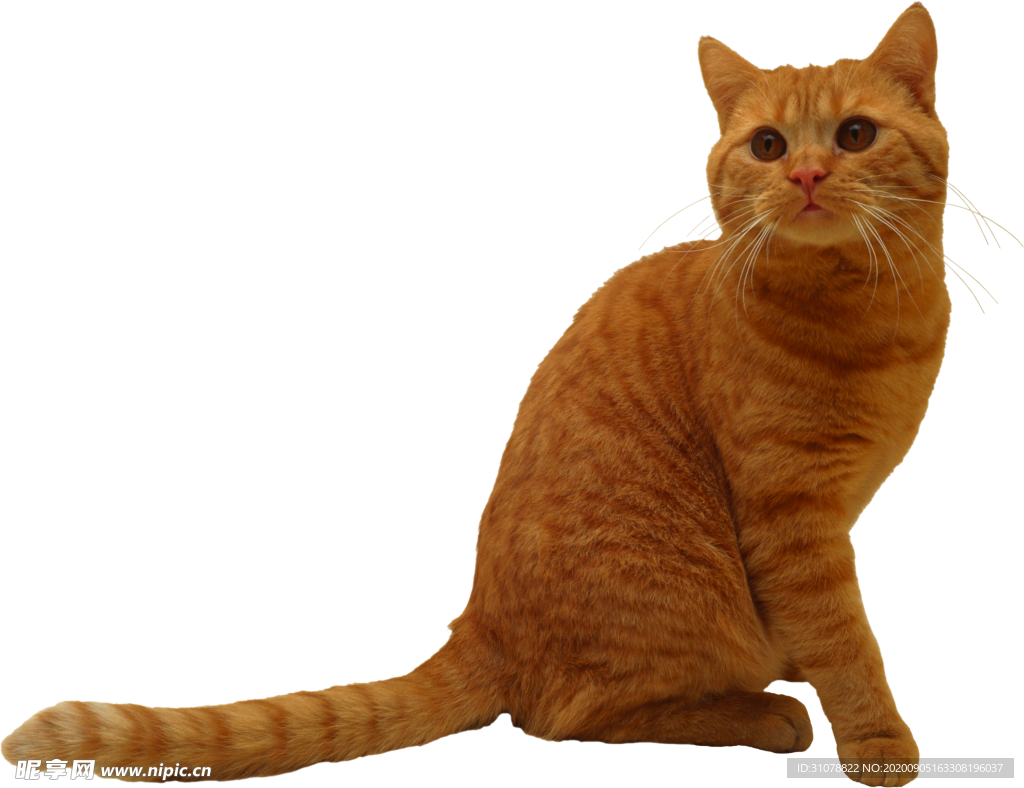 可爱动物猫咪