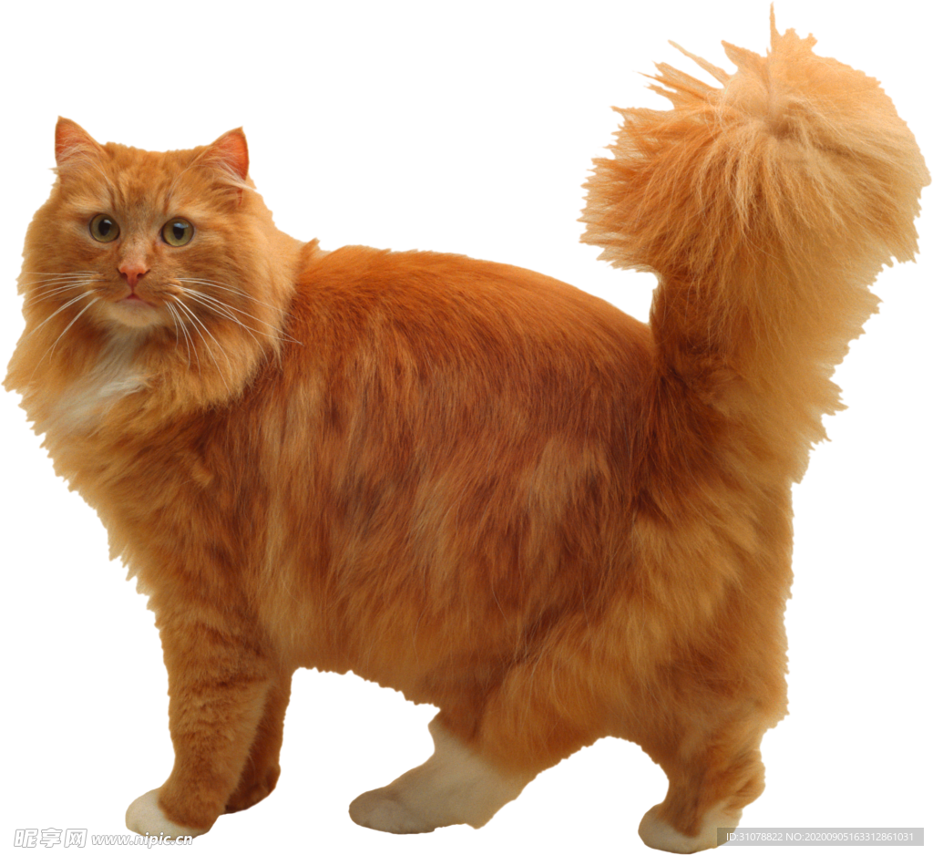 可爱动物猫咪